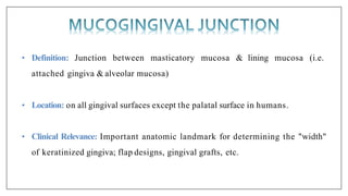 • Definition: Junction between masticatory mucosa & lining mucosa (i.e.
attached gingiva & alveolar mucosa)
• Location: on all gingival surfaces except the palatal surface in humans.
• Clinical Relevance: Important anatomic landmark for determining the "width"
of keratinized gingiva; flap designs, gingival grafts, etc.
 