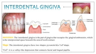 DEFINITION: The interdental gingiva is the part of gingiva that occupies the gingival embrasures, which
is the interproximal space beneath the area of tooth contact.
Shape: The interdental gingiva have two shapes: pyramidal & a "col" shape.
“Col”: it is a valley-like depression that connects facial and lingual papilla.
 