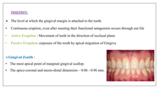  The level at which the gingival margin is attached to the tooth.
• Continuous eruption, even after meeting their functional antagonists occurs through out life
• Active Eruption : Movement of teeth in the direction of occlusal plane
• Passive Eruption: exposure of the tooth by apical migration of Gingiva
Gingival Zenith :
• The most apical point of marginal gingival scallop.
• The apico-coronal and mesio-distal dimension – 0.06 - 0.96 mm.
POSITION:
 
