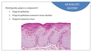 MICROSCOPIC
ANATOMY
Histologically, gingiva is composed of :
1. Gingival epithelium
2. Gingival epithelium-connective tissue interface
3. Gingival connective tissue
 