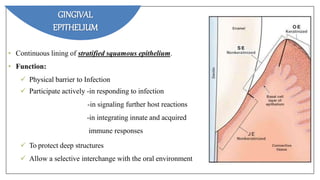 • Continuous lining of stratified squamous epithelium.
• Function:
 Physical barrier to Infection
 Participate actively -in responding to infection
-in signaling further host reactions
-in integrating innate and acquired
immune responses
 To protect deep structures
 Allow a selective interchange with the oral environment.
GINGIVAL
EPITHELIUM
 