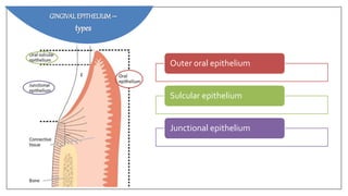 GINGIVALEPITHELIUM–
types
Outer oral epithelium
Sulcular epithelium
Junctional epithelium
 