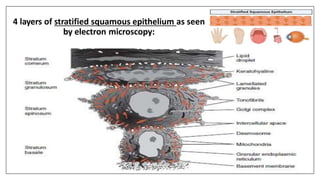 4 layers of stratified squamous epithelium as seen
by electron microscopy:
 