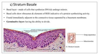 1) Stratum Basale
• Basal layer - made of cells that synthesize DNA& undergo mitosis.
• Basal cells show ribosomes & elements of RER indicative of a protein synthesizing activity.
• Found immediately adjacent to the connective tissue separated by a basement membrane.
• Germinative layer: having the ability to divide.
 