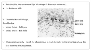  Structure-less zone seen under light microscope is 'basement membrane’.
• 1 – 4 microns wide.
 Under electron microscope,
Basal lamina:
• lamina lucida – light zone
• lamina densa – dark zone
 It takes approximately 1 month for a keratinocyte to reach the outer epithelial surface, where it is
shed from the stratum corneum.
 