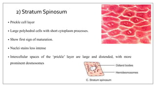 2) Stratum Spinosum
• Prickle cell layer
• Large polyhedral cells with short cytoplasm processes.
• Show first sign of maturation.
• Nuclei stains less intense
• Intercellular spaces of the ‘prickle’ layer are large and distended, with more
prominent desmosomes
 