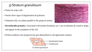 3) Stratum granulosum
• Flatter & wider cells
• Nuclei show signs of degeneration & pyknosis.
• Flattened cells, in a plane parallel to the gingival surface.
• Keratohyalin granules: Associated with keratin formation; are 1 μm in diameter & round in shape
and appear in the cytoplasm of the cell.
• Protein synthesis rate progressively gets diminished as cell approaches stratum corneum.
 
