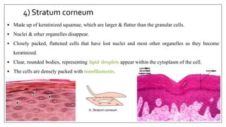4) Stratum corneum
• Made up of keratinized squamae, which are larger & flatter than the granular cells.
• Nuclei & other organelles disappear.
• Closely packed, flattened cells that have lost nuclei and most other organelles as they become
keratinized.
• Clear, rounded bodies, representing lipid droplets appear within the cytoplasm of the cell.
• The cells are densely packed with tonofilaments.
 