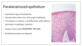 Parakeratinized epithelium
• Intermediate stage of keratinization.
• Most prevalent surface area of the gingival epithelium.
• Can progress to maturity or de-differentiate under different
physiologic or pathologic conditions.
• Stratum cornea retains PYKNOTIC NUCLEI.
• Keratohyalin granules are dispersed.
 