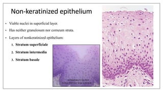 Non-keratinized epithelium
• Viable nuclei in superficial layer.
• Has neither granulosum nor corneum strata.
• Layers of nonkeratinized epithelium:
1. Stratum superficiale
2. Stratum intermedia
3. Stratum basale
 