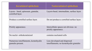 Keratinized epithelium Nonkeratinized epithelium
Layers - basal, spinosum, granular,
cornified layer.
Layers-basal, intermediate, surface layer.
Produce a cornified surface layer. Do not produce a cornified surface layer.
Prickly appearance. Intercellular spaces not obvious- no
prickly appearance.
No nuclei- orthokeratinized contains nucleated cells
Numerous tonofilaments, keratohyalin
granules present.
Less developed and dispersed
tonofilaments; no keratohyalin granules
 