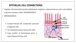 EPITHELIAL CELL CONNECTIONS:
• Together with intercellular protein-carbohydrate complexes, cohesion between cells is provided by
numerous structures called “DESMOSOMES”.
• DESMOSOMES:
 Located between the cytoplasmic processes
of adjacent cells.
 Two hemidesmosomes facing each other.
 Large number of desmosomes gives a
solid cohesion between cells.
 