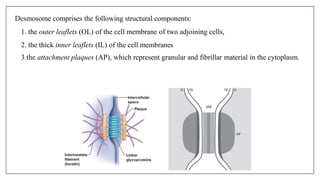 A Desmosome comprises the following structural components:
1. the outer leaflets (OL) of the cell membrane of two adjoining cells,
2. the thick inner leaflets (IL) of the cell membranes
3.the attachment plaques (AP), which represent granular and fibrillar material in the cytoplasm.
 