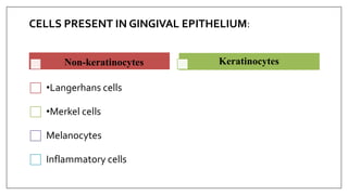 CELLS PRESENT IN GINGIVAL EPITHELIUM:
Non-keratinocytes
•Langerhans cells
•Merkel cells
Melanocytes
Inflammatory cells
Keratinocytes
 