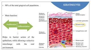 • 90% of the total gingival cell population.
• Main function:
KERATINOCYTES
Proliferation
Differentiation
Helps in barrier action of the
epithelium, while allowing a selective
interchange with the oral
environment.
 
