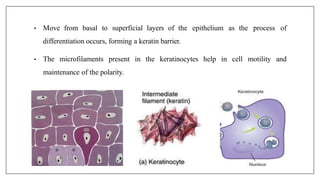 • Move from basal to superficial layers of the epithelium as the process of
differentiation occurs, forming a keratin barrier.
• The microfilaments present in the keratinocytes help in cell motility and
maintenance of the polarity.
 