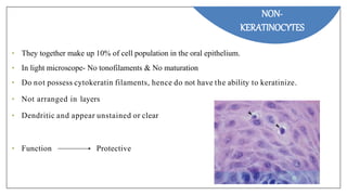 Langerhans
cells
Melanocytes Merkel's cells
NON-
KERATINOCYTES
Inflammatory
cells
• They together make up 10% of cell population in the oral epithelium.
• In light microscope- No tonofilaments & No maturation
• Do not possess cytokeratin filaments, hence do not have the ability to keratinize.
• Not arranged in layers
• Dendritic and appear unstained or clear
• Function Protective
 