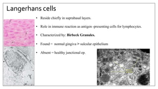 Langerhans cells
• Reside chiefly in suprabasal layers.
• Role in immune reaction as antigen -presenting cells for lymphocytes.
• Characterized by: Birbeck Granules.
• Found = normal gingiva > sulcular epithelium
• Absent = healthy junctional ep.
 