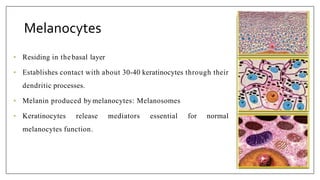 Melanocytes
• Residing in thebasal layer
• Establishes contact with about 30-40 keratinocytes through their
dendritic processes.
• Melanin produced by melanocytes: Melanosomes
• Keratinocytes release mediators essential for normal
melanocytes function.
 