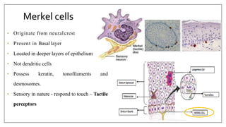Merkel cells
• Originate from neuralcrest
• Present in Basal layer
• Located in deeper layers of epithelium
• Not dendritic cells
• Possess keratin, tonofilaments and
desmosomes.
• Sensory in nature - respond to touch – Tactile
perceptors
 