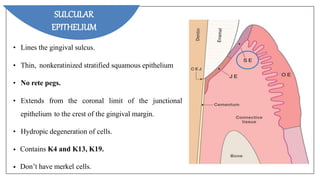 • Lines the gingival sulcus.
• Thin, nonkeratinized stratified squamous epithelium
• No rete pegs.
• Extends from the coronal limit of the junctional
epithelium to the crest of the gingival margin.
• Hydropic degeneration of cells.
• Contains K4 and K13, K19.
• Don’t have merkel cells.
SULCULAR
EPITHELIUM
 
