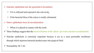  Sulcular epithelium has the potential to keratinize:
• If it is reflected and exposed to the oral cavity.
• If the bacterial flora of the sulcus is totally eliminated.
 Outer epithelium loses its keratinization:
• When it is placed in contact with the tooth.
 These findings suggest that the local irritation of the sulcus prevents sulcular keratinization.
 Sulcular epithelium is extremely important because it act as a semi permeable membrane
through which injurious bacterial products pass into gingival fluid.
 Permeability SE < JE.
 