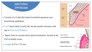 • Consists of a Collar-like band of stratified squamous non-
keratinizing epithelium.
• 3 to 4 layers thick in early life, but the number increases with
age to 10 or even 20 layers.
• Tapers from its coronal end to apical termination, located at the
CEJ in healthy tissue.
• Length: 0.25 to 1.35 mm.
JUNCTIONAL
EPITHELIUM
 