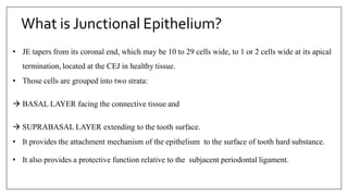 What is Junctional Epithelium?
• JE tapers from its coronal end, which may be 10 to 29 cells wide, to 1 or 2 cells wide at its apical
termination, located at the CEJ in healthy tissue.
• Those cells are grouped into two strata:
 BASAL LAYER facing the connective tissue and
 SUPRABASAL LAYER extending to the tooth surface.
• It provides the attachment mechanism of the epithelium to the surface of tooth hard substance.
• It also provides a protective function relative to the subjacent periodontal ligament.
 
