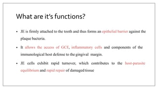 What are it’s functions?
• JE is firmly attached to the tooth and thus forms an epithelial barrier against the
plaque bacteria.
• It allows the access of GCF, inflammatory cells and components of the
immunological host defense to the gingival margin.
• JE cells exhibit rapid turnover, which contributes to the host-parasite
equilibrium and rapid repair of damaged tissue
 