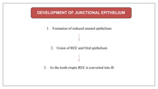 DEVELOPMENT OF JUNCTIONAL EPITHELIUM
1. Formation of reduced enamel epithelium
2. Union of REE and Oral epithelium
3. As the tooth erupts REE is converted into JE
 