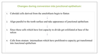 1. Cuboidal cells derived from the ameloblasts begin to flatten
2. Align parallel to the tooth surface and take appearance of junctional epithelium
3. Since these cells which have lost capacity to divide get exfoliated at base of the
sulcus
4. Cells from stratum intermedium which have proliferative capacity get transformed
into Junctional epithelium
Changes during conversion into junctional epithelium:
 