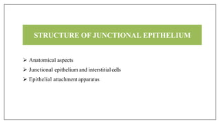 STRUCTURE OF JUNCTIONAL EPITHELIUM
 Anatomical aspects
 Junctional epithelium and interstitial cells
 Epithelial attachment apparatus
 