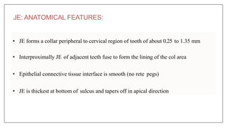 JE: ANATOMICAL FEATURES:
• JE forms a collar peripheral to cervical region of tooth of about 0.25 to 1.35 mm
• Interproximally JE of adjacent teeth fuse to form the lining of the col area
• Epithelial connective tissue interface is smooth (no rete pegs)
• JE is thickest at bottom of sulcus and tapers off in apical direction
 