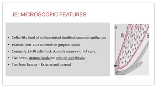 JE: MICROSCOPIC FEATURES
• Collar-like band of nonkeratinised stratified squamous epithelium
• Extends from CEJ to bottom of gingival sulcus
• Coronally, 15-30 cells thick. Apically narrows to 1-3 cells.
• Two strata- stratum basale and stratum suprabasale
• Two basal lamina – External and internal
 