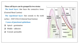 These cell layers can be grouped in two strata:
The basal layer: that faces the connective tissue
(External Basal Lamina)
The suprabasal layer: that extends to the tooth
surface – DAT CELLS (Internal basal lamina)
3 zones of junctional epithelium:
 Apical – germination
 Middle – adhesion
 Coronal- permeable
 