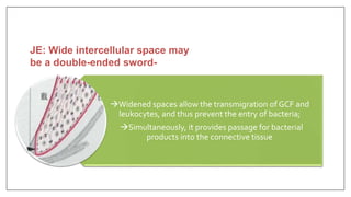 Widened spaces allow the transmigration of GCF and
leukocytes, and thus prevent the entry of bacteria;
Simultaneously, it provides passage for bacterial
products into the connective tissue
JE: Wide intercellular space may
be a double-ended sword-
 