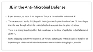 JE in the Anti-Microbial Defense:
• Rapid turnover, as such, is an important factor in the microbial defense of JE.
• The area covered by the dividing cells in the junctional epithelium is at least 50 times larger
than the area through which the epithelial cells desquamate into the gingival sulcus.
• There is a strong funneling effect that contributes to the flow of epithelial cells (Schroder et
al 1967).
• Rapid shedding and effective removal of bacteria adhering to epithelial cells is therefore an
important part of the antimicrobial defense mechanisms at the dentogingival junction.
 