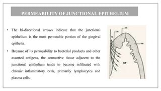 PERMEABILITY OF JUNCTIONAL EPITHELIUM
• The bi-directional arrows indicate that the junctional
epithelium is the most permeable portion of the gingival
epithelia.
• Because of its permeability to bacterial products and other
assorted antigens, the connective tissue adjacent to the
junctional epithelium tends to become infiltrated with
chronic inflammatory cells, primarily lymphocytes and
plasma cells.
 