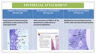 PRIMARY ATTACHEMENT
EPITHELIUM
SECONDARY ATTACHEMENT
EPITHELIUM
EPITHELIUM ATTACHMENT
APPARATUS
Attachment of reduced enamel
epithelium to the enamel of the
unerupted tooth .
After conversion of REE to JE the
attachment is referred to as
junctional epithelium.
Mediated by the hemidesmosomes
of DAT cells and internal basal lamina
EPITHELIALATTACHMENT
 