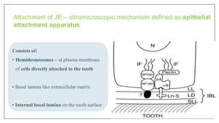 Attachment of JE – ultramicroscopic mechanism defined as epithelial
attachment apparatus
Consists of:
• Hemidesmosomes – at plasma membrane
of cells directly attached to the tooth
• Basal lamina like extracellular matrix
• Internal basal lamina on the tooth surface
 