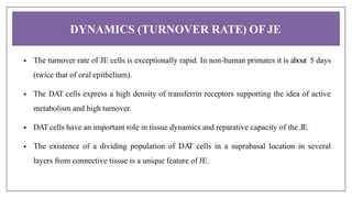 DYNAMICS (TURNOVER RATE) OFJE
• The turnover rate of JE cells is exceptionally rapid. In non-human primates it is about 5 days
(twice that of oral epithelium).
• The DAT cells express a high density of transferrin receptors supporting the idea of active
metabolism and high turnover.
• DAT cells have an important role in tissue dynamics and reparative capacity of the JE.
• The existence of a dividing population of DA
T cells in a suprabasal location in several
layers from connective tissue is a unique feature of JE.
 