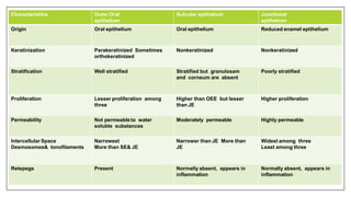 Characteristics Outer Oral
epithelium
Sulcular epithelium Junctional
epithelium
Origin Oral epithelium Oral epithelium Reduced enamel epithelium
Keratinization Parakeratinized Sometimes
orthokeratinized
Nonkeratinized Nonkeratinized
Stratification Well stratified Stratified but granulosam
and corneum are absent
Poorly stratified
Proliferation Lesser proliferation among
three
Higher than OEE but lesser
than JE
Higher proliferation
Permeability Not permeableto water
soluble substances
Moderately permeable Highly permeable
Intercellular Space
Desmosomes& tonofilaments
Narrowest
More than SE& JE
Narrower than JE More than
JE
Widest among three
Least among three
Retepegs Present Normally absent, appears in
inflammation
Normally absent, appears in
inflammation
 
