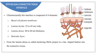 • Ultrastructurally this interface is composed of 4 elements:
1. Basal cell plasma membrane.
2. Lamina lucida: 25 to 45 nm wide.
3. Lamina densa: 40 to 60 nm thickness.
4. Reticular layer.
• From the lamina densa so called anchoring fibrils project in a fan- shaped fashion into
the connective tissue.
EPITHELIUM-CONNECTIVE TISSUE
INTERFACE
 
