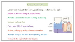 • Connects soft tissue to hard tissue, establishing a seal around the teeth
• Fastens to the tooth along an extensive area
• Provides sensation for control of biting & chewing
• Controls oral microbes
• Protects the PDL & alveolar bone
• Adapts to changing oral conditions & eruption
• Attaches firmly to the bone thus supporting the tooth
• Joins with the adjacent alveolar mucosa
 