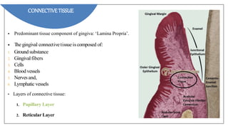 • Predominant tissue component of gingiva: ‘Lamina Propria’.
• The gingival connectivetissue is composed of:
1. Ground substance
2. Gingivalfibers
3. Cells
4. Blood vessels
5. Nerves and,
6. Lymphatic vessels
• Layers of connective tissue:
1. Papillary Layer
2. Reticular Layer
CONNECTIVE TISSUE
 