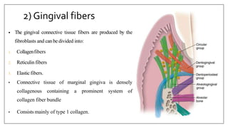 2) Gingival fibers
• The gingival connective tissue fibers are produced by the
fibroblasts and can be divided into:
1. Collagenfibers
2. Reticulin fibers
3. Elastic fibers.
• Connective tissue of marginal gingiva is densely
collagenous containing a prominent system of
collagen fiber bundle
• Consists mainly of type 1 collagen.
 