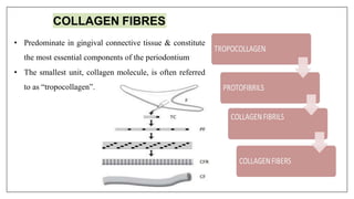 07/12/16
COLLAGEN FIBRES
• Predominate in gingival connective tissue & constitute
the most essential components of the periodontium
• The smallest unit, collagen molecule, is often referred
to as “tropocollagen”.
 