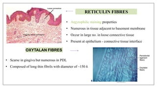 07/12/16
RETICULIN FIBRES
• Argyrophilic staining properties
• Numerous in tissue adjacent to basement membrane
• Occur in large no. in loose connective tissue
• Present at epithelium - connective tissue interface
OXYTALAN FIBRES
• Scarse in gingiva but numerous in PDL
• Composed of long thin fibrils with diameter of ~150 Å
 