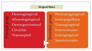 07/12/16
Gingival fibers
 