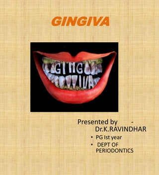GINGIVA
Presented by -
Dr.K.RAVINDHAR
• PG Ist year
• DEPT OF
PERIODONTICS
 